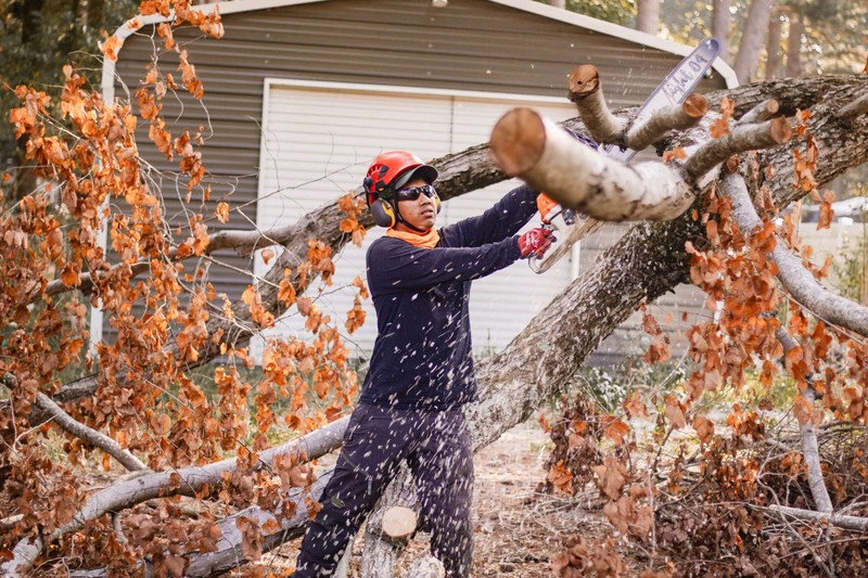 Tree Removal Solutions for Springfield Residents