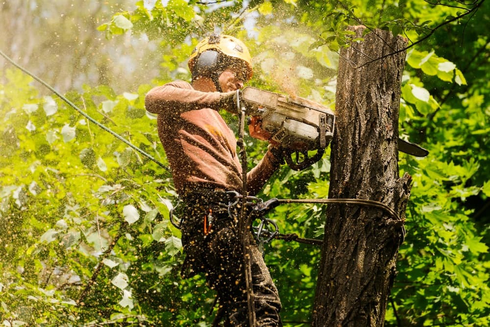 Cedar Park Tree Service Guide for Trimming, Removal, and Maintenance